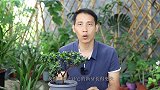 杜鹃花开花后，谨记这些养护方法，新枝叶更大，更强壮