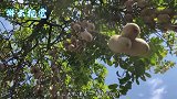 非洲人为何不种田地，只因非洲的“香肠树”，随手摘取香甜可口