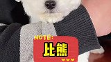 泰迪和比熊你们能接受哪个？