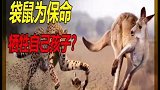 袋鼠为了保命，扔出幼崽