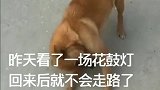 昨天带旺财去看了一场花鼓灯，回来后就不会走路了……