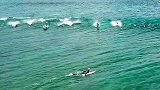 惊叹！一群排列整齐海豚，向水中的冲浪者展示它们的冲浪技能