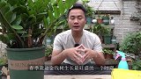 金钱树“黄叶克星”，经常喷一喷，叶子绿到反光