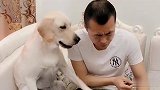 主人感冒了，想抽烟，拉布拉多劝阻他不要抽烟，这狗怕是成精了
