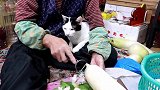 猫咪：又是白萝卜，也是够了