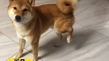 狗子假装腿瘸到医院后活蹦乱跳
