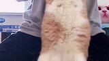 实在是太胖了 我尽力了黄桃不是猫 慢摇 这谁顶得住啊 2021新春日记 爱宠治愈季 猫咪扭扭舞