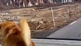 狗富贵，勿相忘