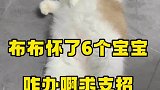 又惊又喜！咋接生啊求支招新手猫妈妈和新手养猫人