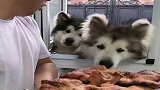 主人给狗狗分鸡肉吃，看到泰迪的肉肉，我都想替它打抱不平！