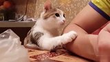 主人吃饭不给猫咪，下一秒让被猫咪的举动给征服了，太精了