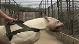 比特犬：不要拉着我，我要隔着铁栏喷死它