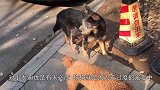 养了2年的泰迪，经常乱咬家人，过渡溺爱宠物到底是对还是错