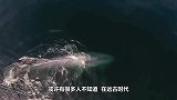 183头鲸鱼集体搁浅，专家返祖现象，它们想上岸生活！