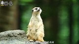 移民外星球需考虑重力，人类最多能承受多大重力？科学家给出答案
