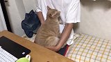 爱撒娇的橘猫，钻到主人怀里，主人的反应真是太暖心了