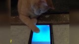 会玩游戏的猫咪，平板里的鱼好好玩，猫咪想吃呀！
