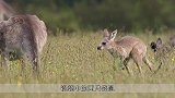 两只雄袋鼠看不对眼打架，那一拳一脚太搞笑，像两个神经病一样！