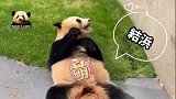 熊猫结浜甩掉淑女包袱，四仰八叉地吃播，可爱得不像话