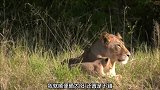 狮子在晒太阳，小狮子幼仔则是在旁边玩耍