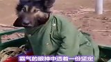 最具欺骗性的狗狗，你养过吗