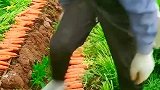 大爷这拔萝卜的速度挺快呀！