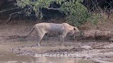 狮子被毒蛇咬中,瞬间陷入癫狂,同伴目睹却无力救援