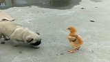 奶奶带大的狗子，看见小鸡的那一刻，竟是这种神反应！