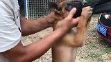 这才是纯正的马犬，这么小就知道咬住不撒开，怪不得会成为警犬！