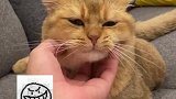 当我去撸别的小猫咪，我家猫居然