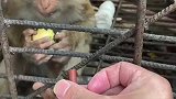 这老六真是坏给猴子准备烟抽