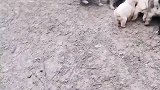 儿女多了母受苦，这只母狗生那么多