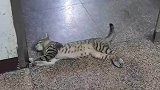 猫咪门口睡大觉纵享丝滑，跟电动门是老熟人了