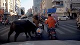 广西玉林：疯牛闯入市区连伤多人，被特警开枪击毙