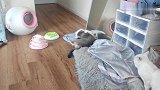 二哈小猫拆家后挑衅大猫，最后惨遭两只大猫无情蹂躏。