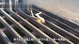 孩子被卡在栏杆上,父亲死活拨不出来,最搞笑的是后面的那条狗