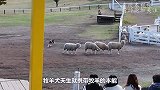二哈放羊，惨被小羊“追杀”：狗皮给你扒了
