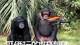 这两只大猩猩太有趣了