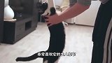 超喜欢被主人抱的猫咪，每次动作都一模一样，这能不抱它吗