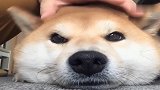 柴犬：我的侧颜帅到爆炸，不信我证明给你看！