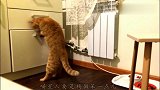 防不胜防啊！小鱼干怎么藏！猫咪都能找到
