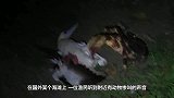 半夜听到一只海鸥在怪叫，男子听到动静走进一看，瞬间乐翻天了