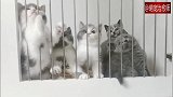 笼子里的猫咪随着逗猫棒来回的看，妈呀太可爱了！
