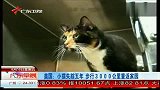 美国小猫失踪五年 步行3000公里重返家园