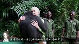 黑猩猩认出20年前的救命恩人，激动不已，重逢一幕令人感动！