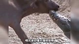原来猫咪也喜欢看美女啊，真是长见识了啊