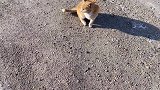 大门口遇到一只3条腿的流浪猫，仿佛能听懂我说的话，好神奇！