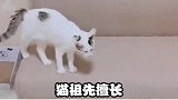 这些原始本能，你家猫咪还有吗