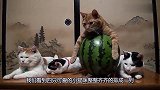 三只猫咪趴在主人的书桌上，小橘猫趴在大西瓜上面，真是没谁了