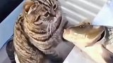 猫咪和鱼的奇葩交流